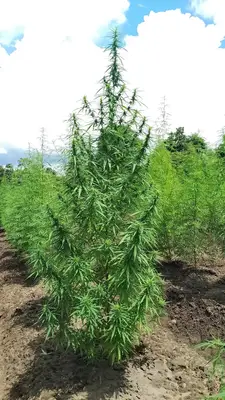 Odmiany konopi znalezione w Tajlandii i ich potencjał medyczny