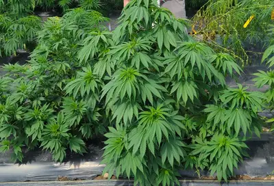 Afghani