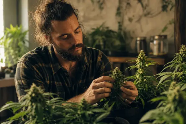 Fast Version, Fast Flowering i Autoflowering — co oznaczają te nazwy u różnych hodowców