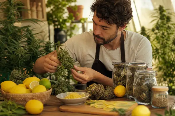 Lemon Haze i Super Lemon Haze – różnice, pochodzenie i wersje nasion