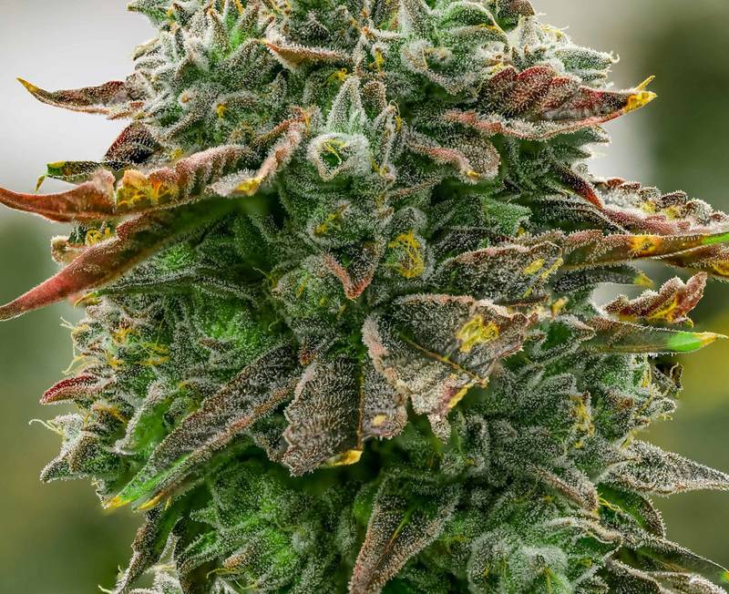 Kwitnąca roślina odmiany Pink Kush w uprawie Aurora (zdjęcie firmy Aurora)