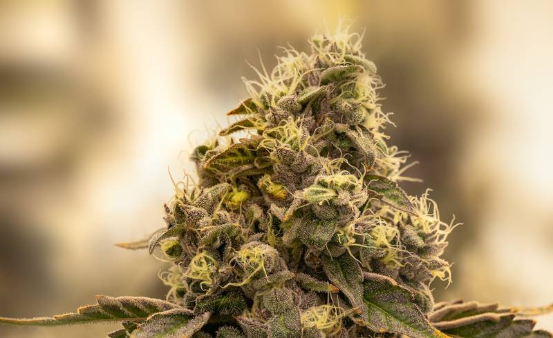 Kwiatostan odmiany Slurricane Mint na plantacji (zdjęcie Cantourage)