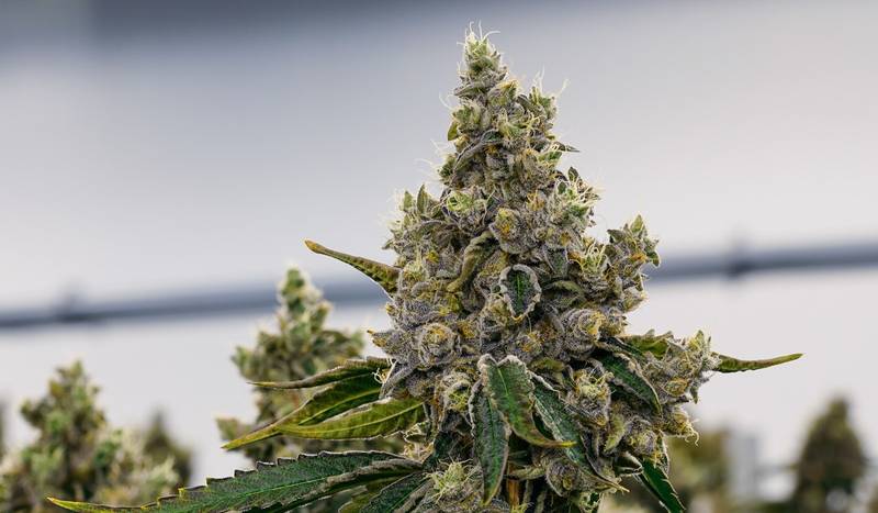 Kwiatostan odmiany Gelato 33 na plantacji (zdjęcie Cantourage)