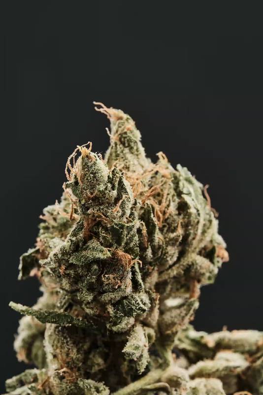 Kwiatostan odmiany Gorilla Glue #4 (zdjęcie Four 20 Pharma)