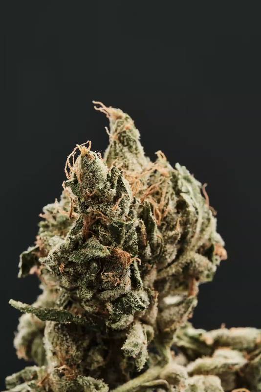 Kwiatostan odmiany Gorilla Glue #4, jednej z odmian tego surowca (zdjęcie Four 20 Pharma)