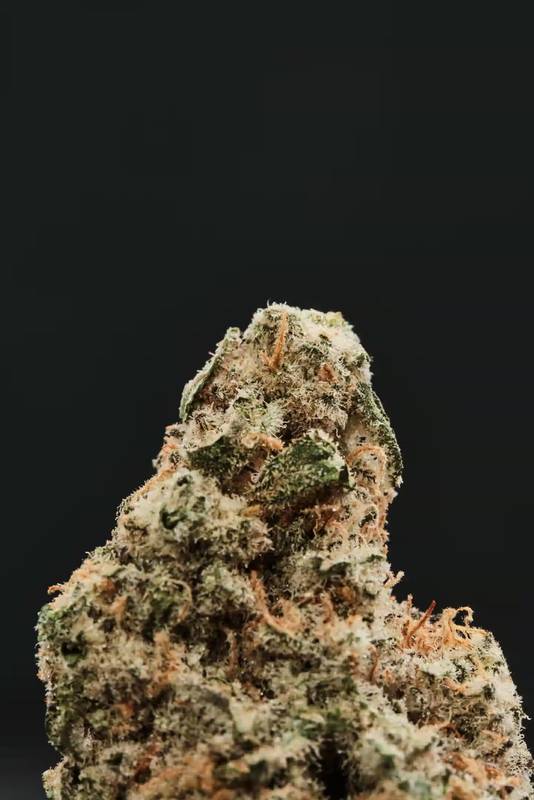 Kwiatostan odmiany MAC 1, jednej z odmian tego surowca (zdjęcie Four 20 Pharma)