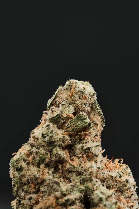 Kwiatostan odmiany MAC 1 (zdjęcie Four 20 Pharma)