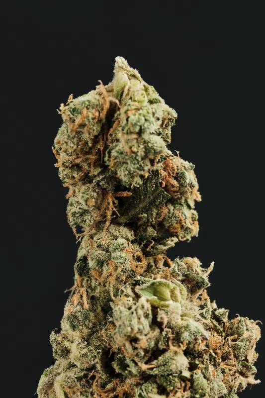 Kwiatostan odmiany GMO, jednej z odmian tego surowca (zdjęcie Four 20 Pharma)