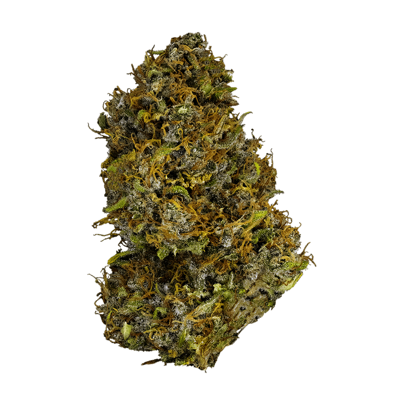 Kwiatostan odmiany Jack Haze (zdjęcie Spectrum Therapeutics / Canopy Growth)