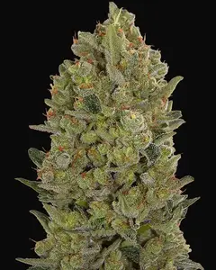 00 Cheese