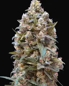00 Kush