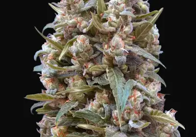 00 Kush