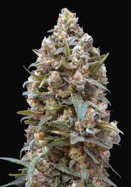00 Kush