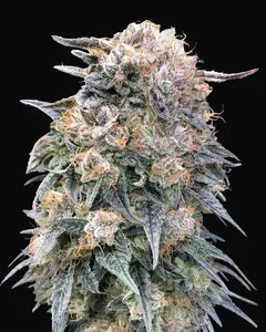 00 Kush Fast