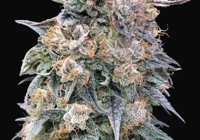 00 Kush Fast