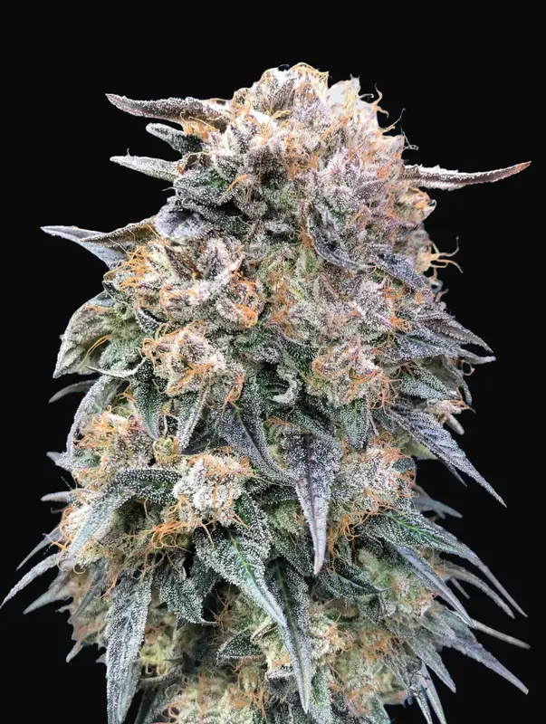 00 Kush Fast