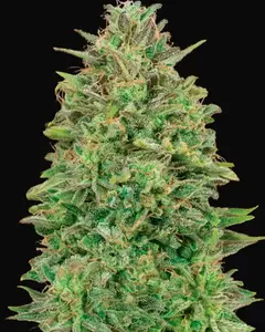 00 Skunk