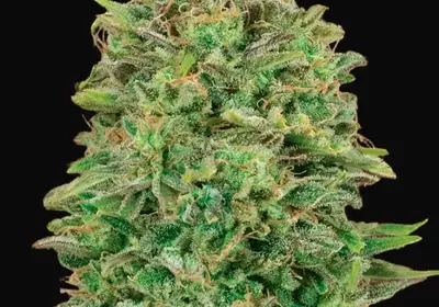00 Skunk