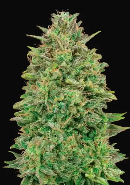 00 Skunk