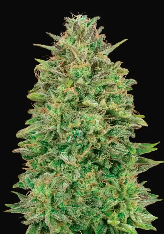 00 Skunk