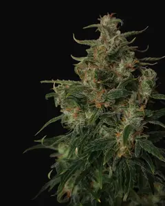 Doctor's Choice #1 Auto
