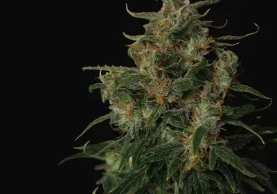 Doctor's Choice #1 Auto