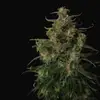 Doctor's Choice #1 Auto