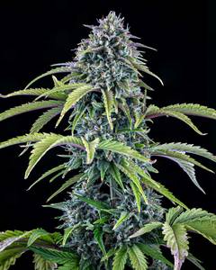 24 Carat Auto
