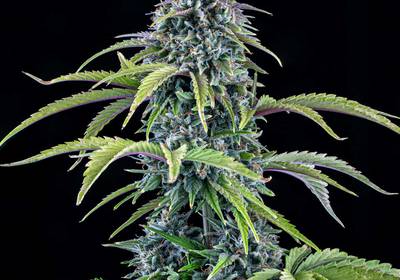 24 Carat Auto