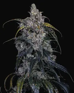 3 Bears OG Auto