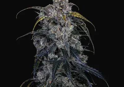 3 Bears OG Auto