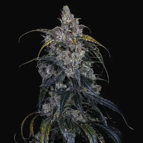 3 Bears OG Auto