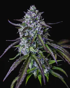 3Wok OG Auto