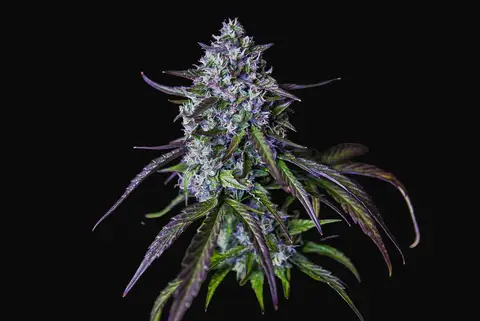 3Wok OG Auto