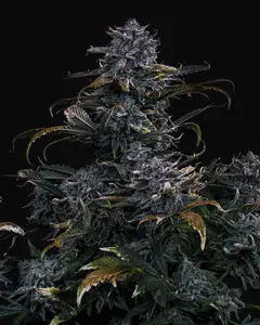4 Assed Monkey Auto