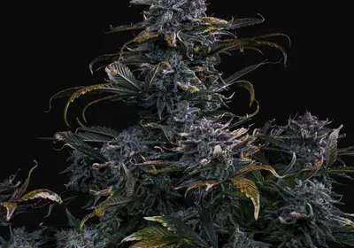 4 Assed Monkey Auto