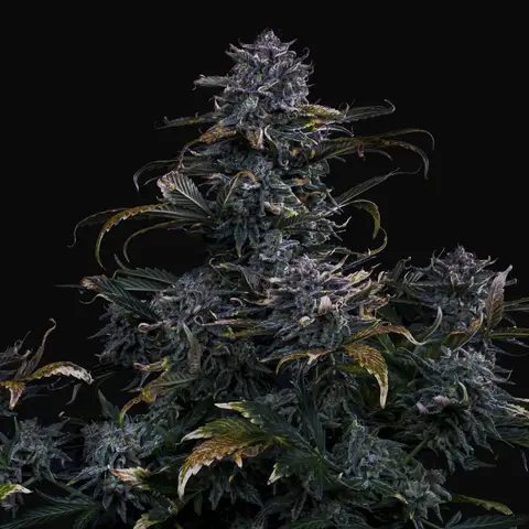 4 Assed Monkey Auto