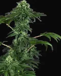420 Punch