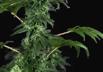 420 Punch