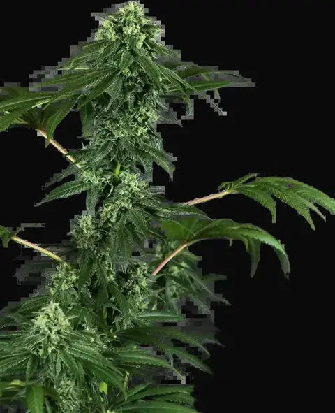 420 Punch