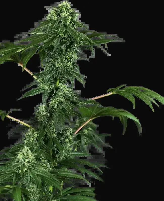 420 Punch