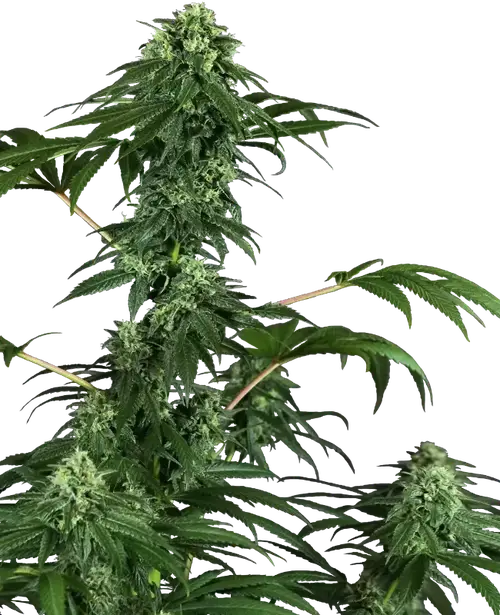 420 Punch