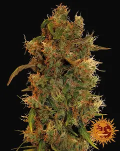 8 Ball Kush