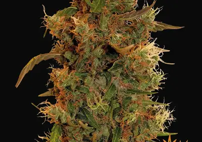 8 Ball Kush