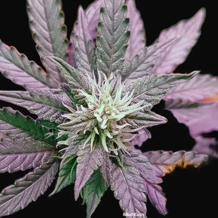 8 Ball Kush — zdjęcie 2