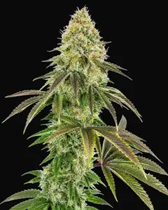 818 Headband