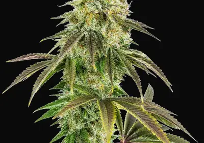 818 Headband