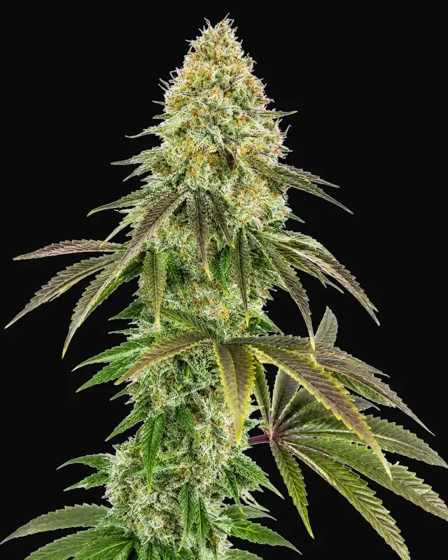 818 Headband
