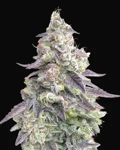 9 Pound Hammer Auto