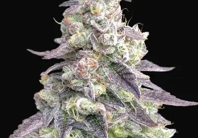 9 Pound Hammer Auto